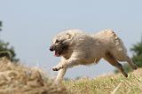 BOUVIER DES ARDENNES 008